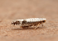 20.016 BF415 Argyresthia retinella