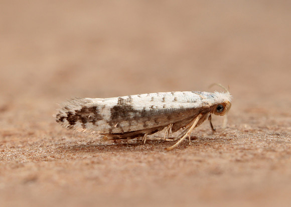 20.016 BF415 Argyresthia retinella