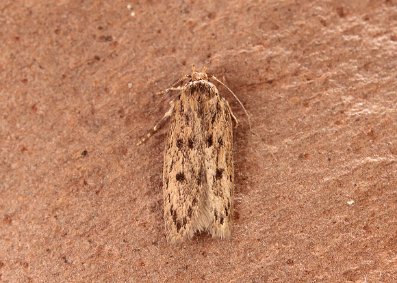 28.010 BF647 Brown House-moth Hofmannophila pseudospretella