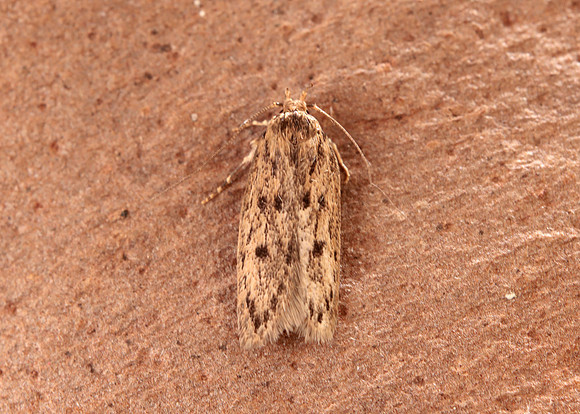 28.010 BF647 Brown House-moth Hofmannophila pseudospretella