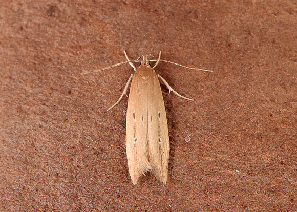 34.004 BF898 Limnaecia phragmitella