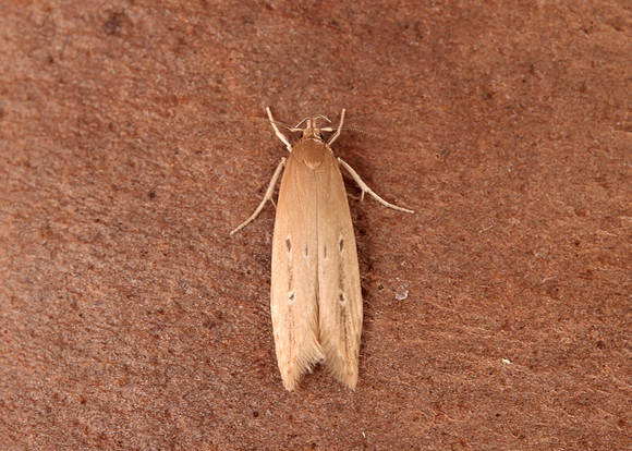 34.004 BF898 Limnaecia phragmitella