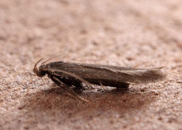 35.010 BF843 Aproaerema anthyllidella