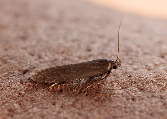 35.010 BF843 Aproaerema anthyllidella