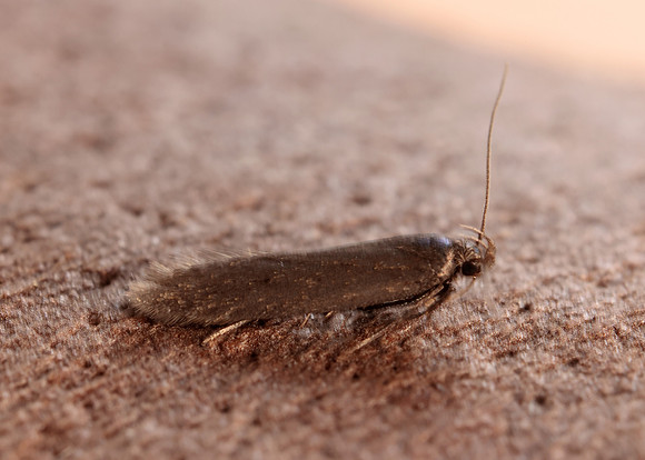 35.010 BF843 Aproaerema anthyllidella