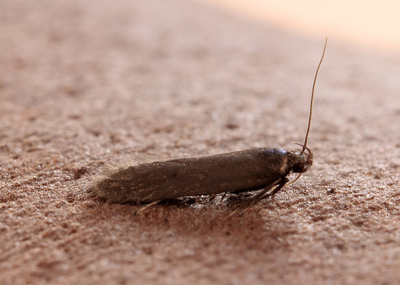 35.010 BF843 Aproaerema anthyllidella