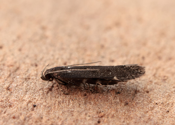 35.010 BF843 Aproaerema anthyllidella