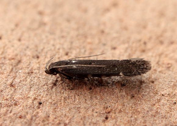 35.010 BF843 Aproaerema anthyllidella