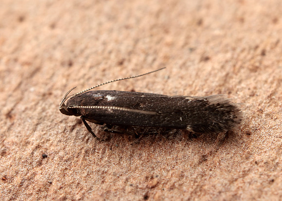 35.010 BF843 Aproaerema anthyllidella