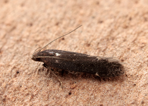 35.010 BF843 Aproaerema anthyllidella