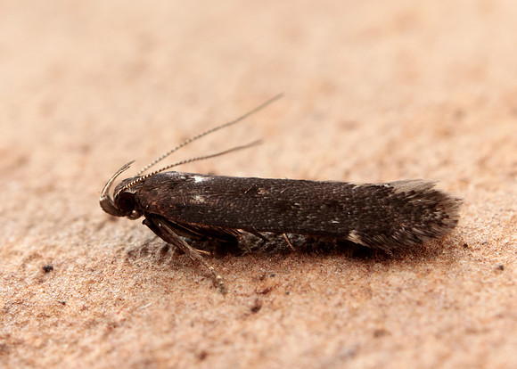 35.010 BF843 Aproaerema anthyllidella