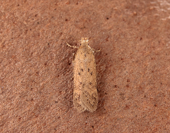35.040 BF787 Bryotropha terrella