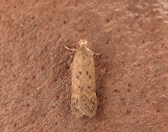 35.040 BF787 Bryotropha terrella