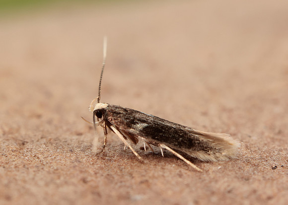 35.079 BF733 Oxypterix wilkella
