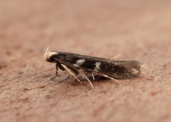 35.079 BF733 Oxypterix wilkella