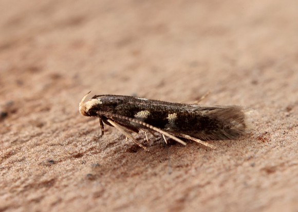35.079 BF733 Oxypterix wilkella
