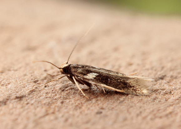 35.079 BF733 Oxypterix wilkella
