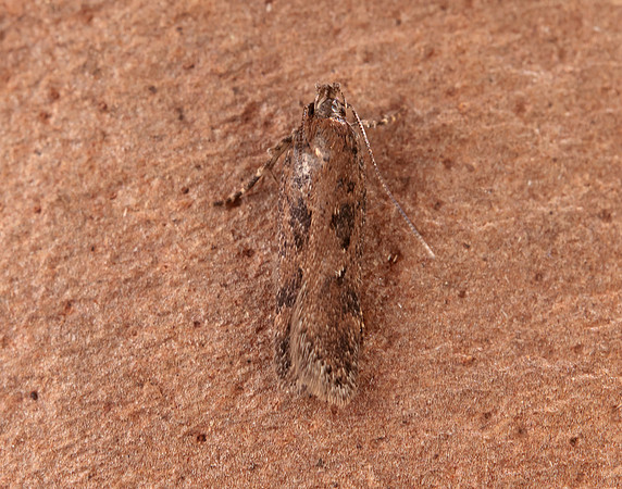 35.095 BF791 Chionodes distinctella