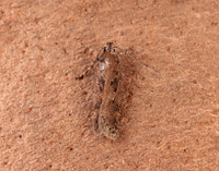 35.095 BF791 Chionodes distinctella