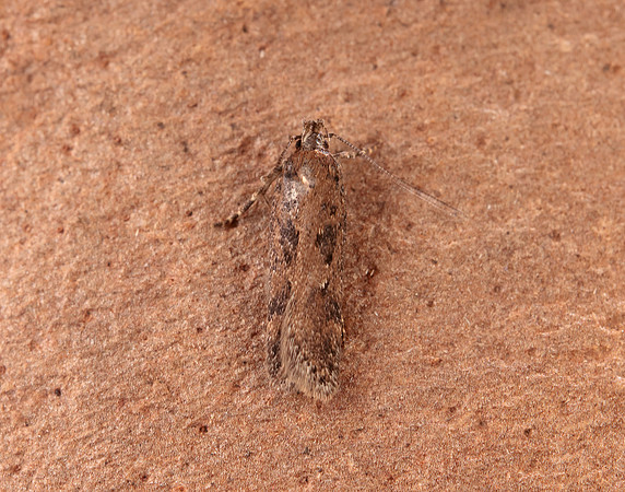 35.095 BF791 Chionodes distinctella
