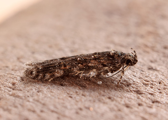 35.146 BF776 Teleiopsis diffinis