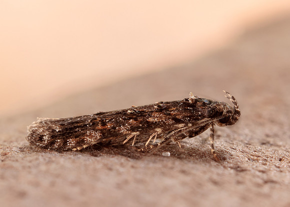 35.146 BF776 Teleiopsis diffinis