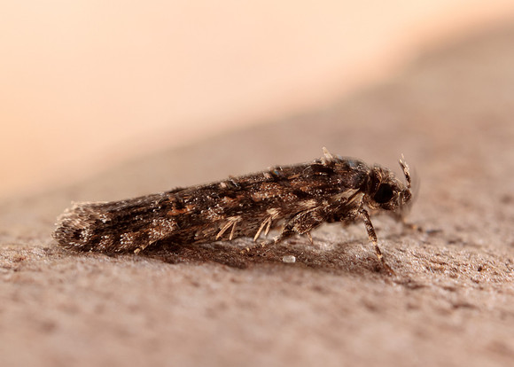 35.146 BF776 Teleiopsis diffinis