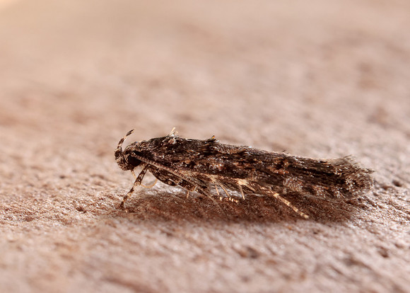 35.146 BF776 Teleiopsis diffinis