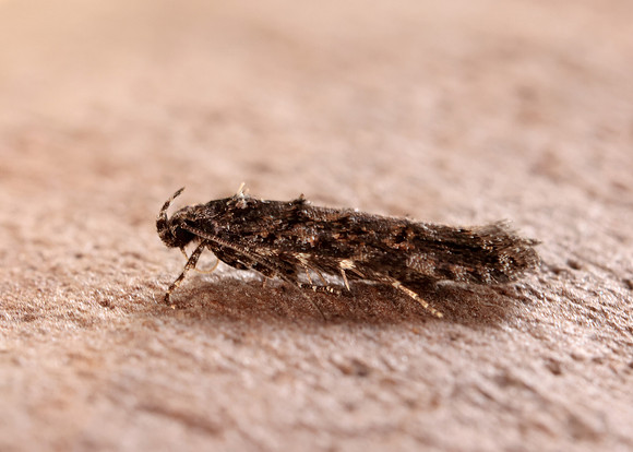35.146 BF776 Teleiopsis diffinis