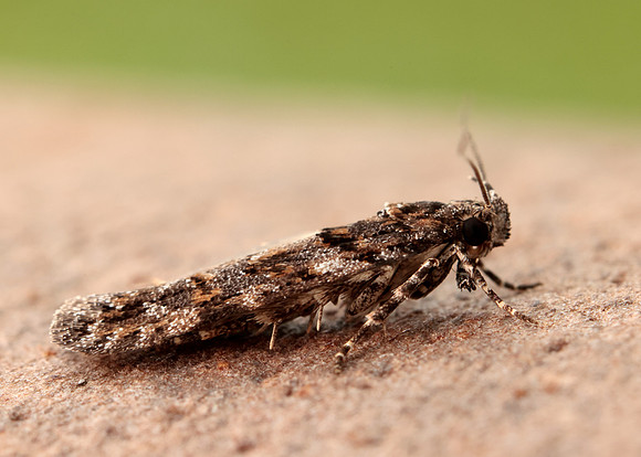 35.146 BF776 Teleiopsis diffinis