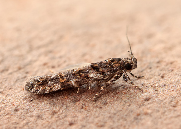 35.146 BF776 Teleiopsis diffinis
