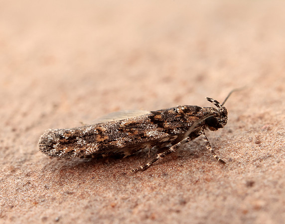 35.146 BF776 Teleiopsis diffinis