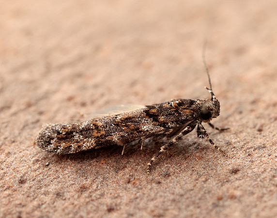 35.146 BF776 Teleiopsis diffinis