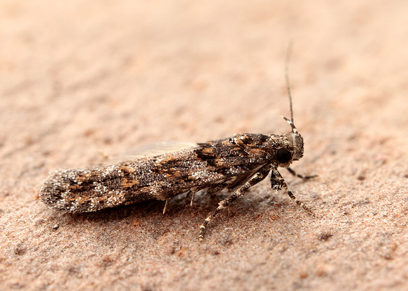 35.146 BF776 Teleiopsis diffinis