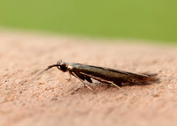 37.048 BF518 Coleophora mayrella