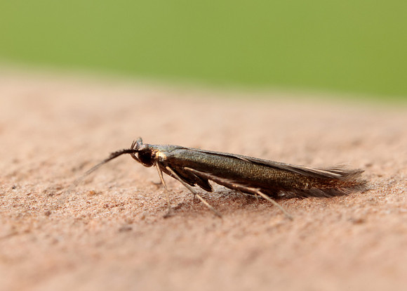 37.048 BF518 Coleophora mayrella
