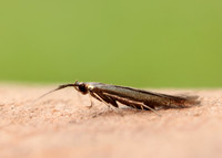 37.048 BF518 Coleophora mayrella