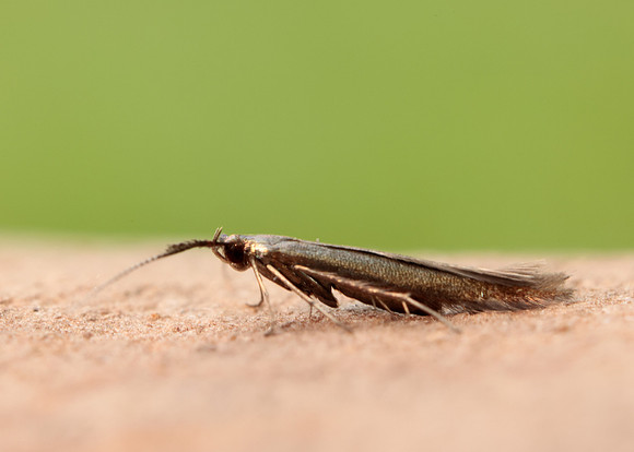 37.048 BF518 Coleophora mayrella