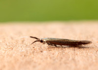37.048 BF518 Coleophora mayrella