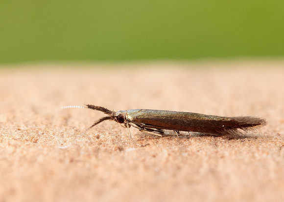 37.048 BF518 Coleophora mayrella
