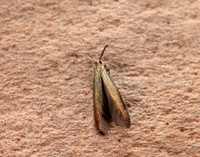37.048 BF518 Coleophora mayrella
