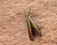 37.048 BF518 Coleophora mayrella