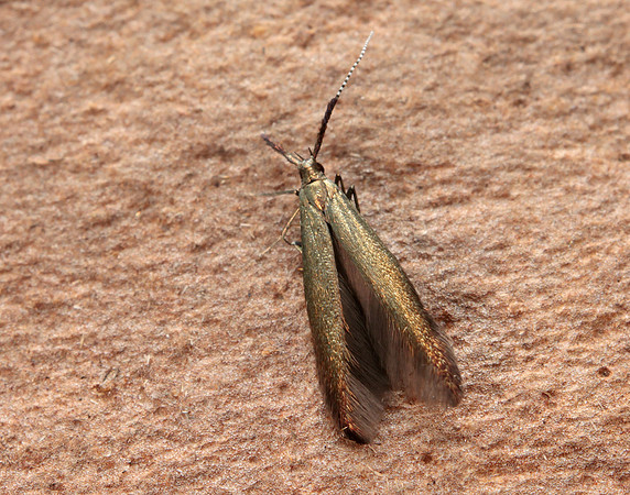 37.048 BF518 Coleophora mayrella