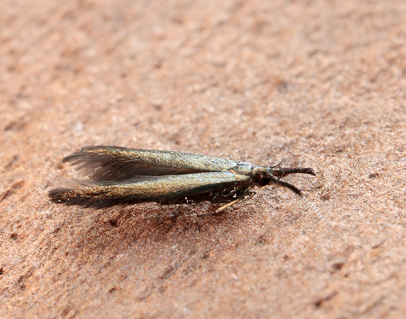 37.048 BF518 Coleophora mayrella