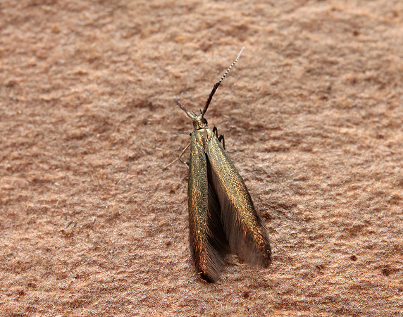 37.048 BF518 Coleophora mayrella