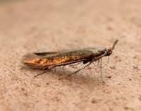 37.048 BF518 Coleophora mayrella