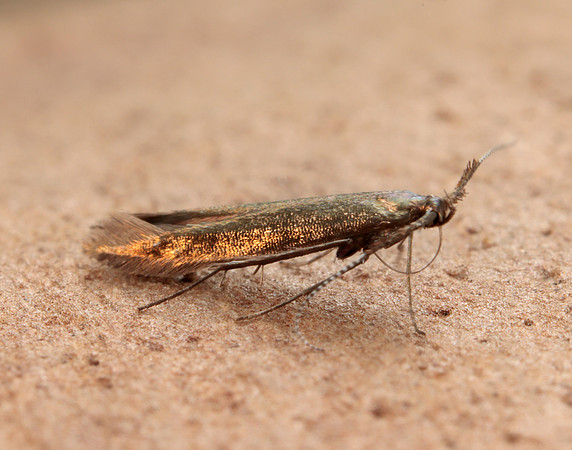 37.048 BF518 Coleophora mayrella
