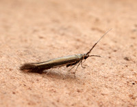 37.048 BF518 Coleophora mayrella