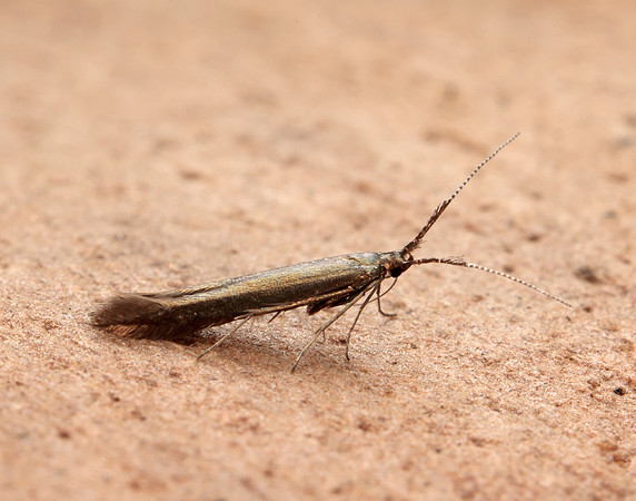 37.048 BF518 Coleophora mayrella