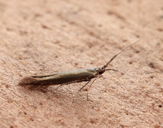 37.048 BF518 Coleophora mayrella